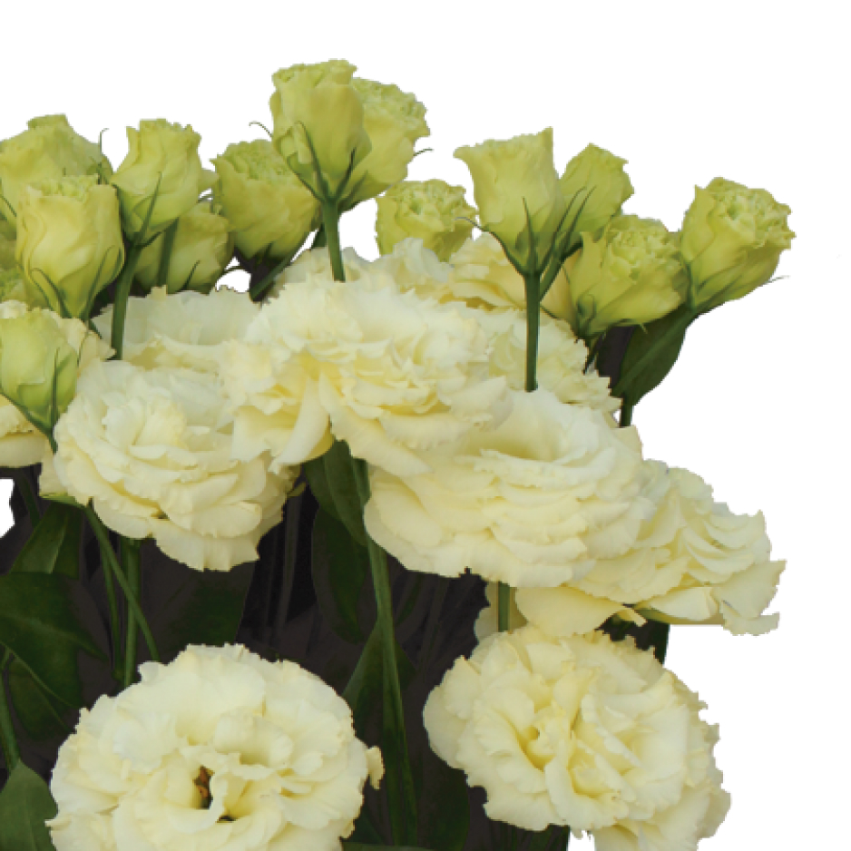 花き栽培のツボ | 福花園種苗株式会社